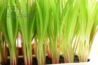 精品嫩草,精品嫩草的生态魅力与养生之道