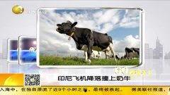 牛牛精品视频在线,带你领略视听盛宴的极致魅力