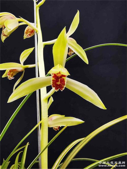 精品锦,探寻传统工艺与现代审美的完美融合